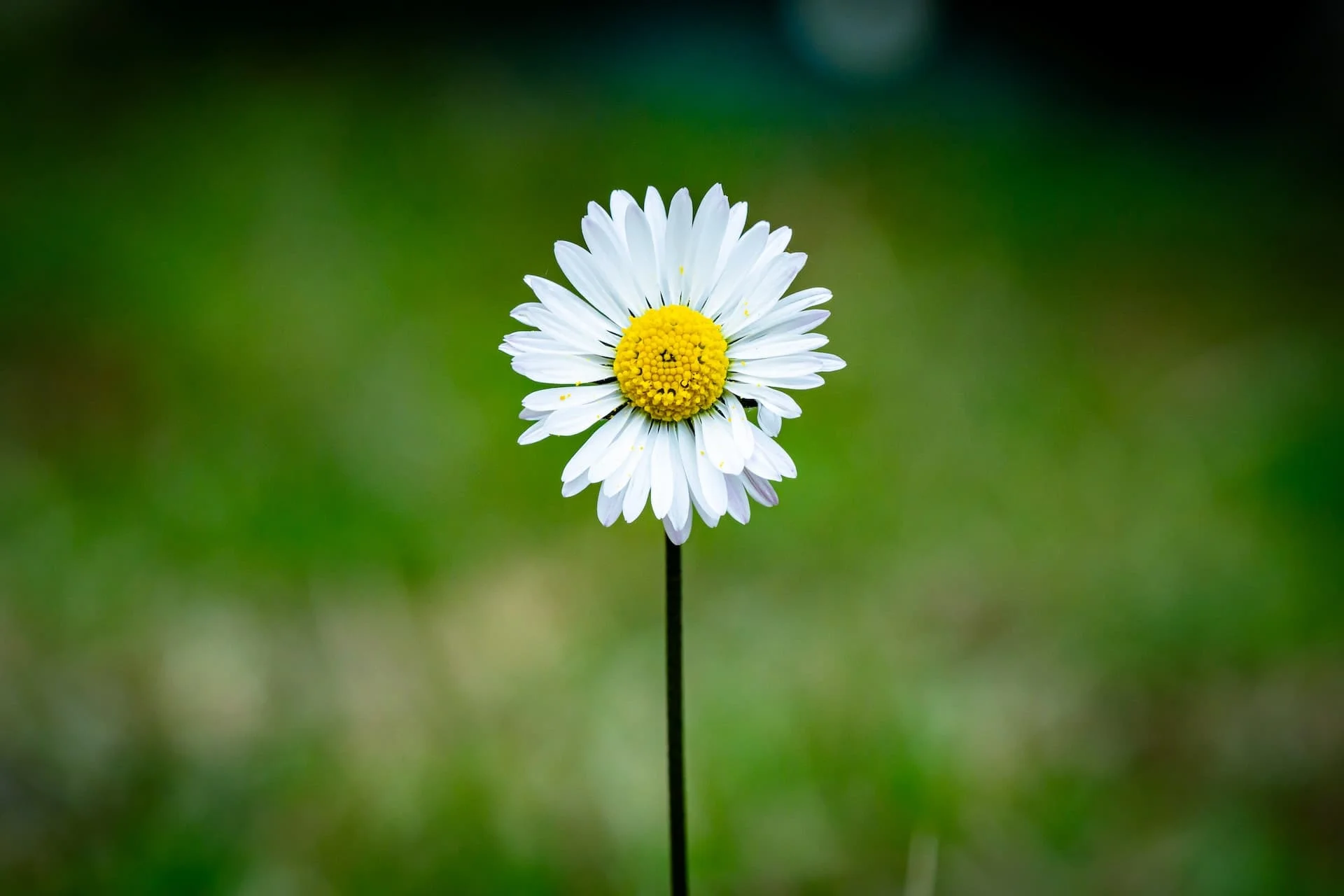 Marguerite blanche sur fond vert flou